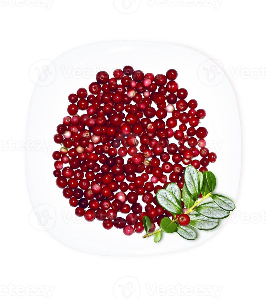 cowberry isolated on white background photo