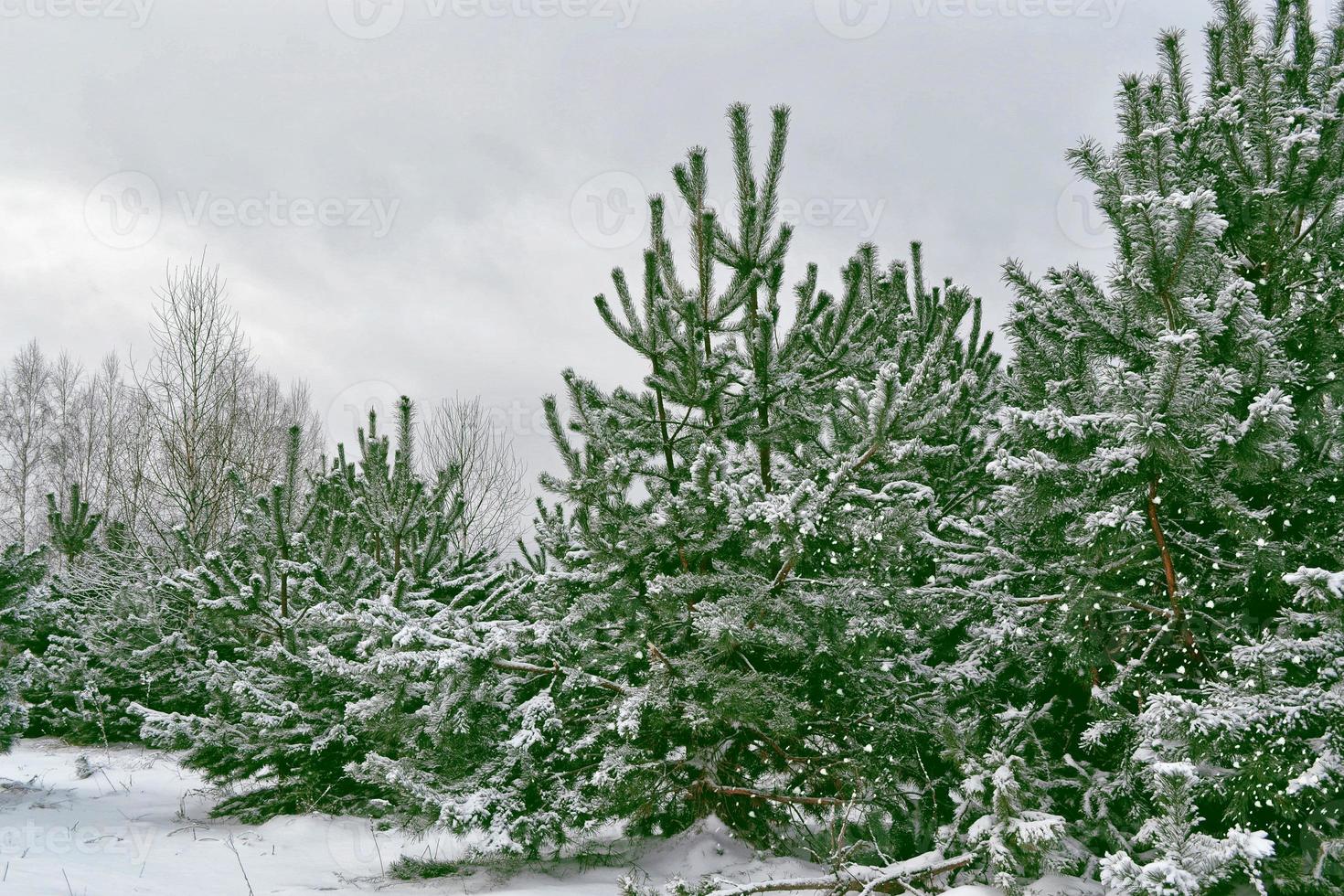 Frozen winter forest with snow covered trees. photo