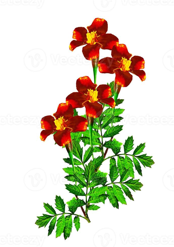Marigold flowers isolated on white background photo