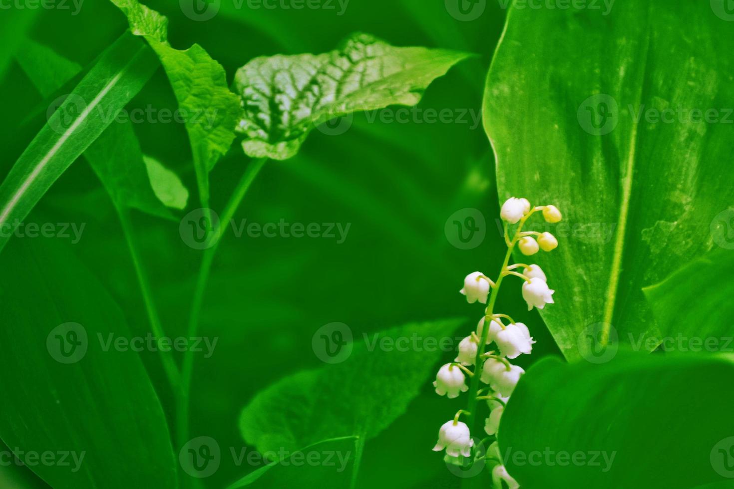 Spring landscape. flowers lily of the valley photo