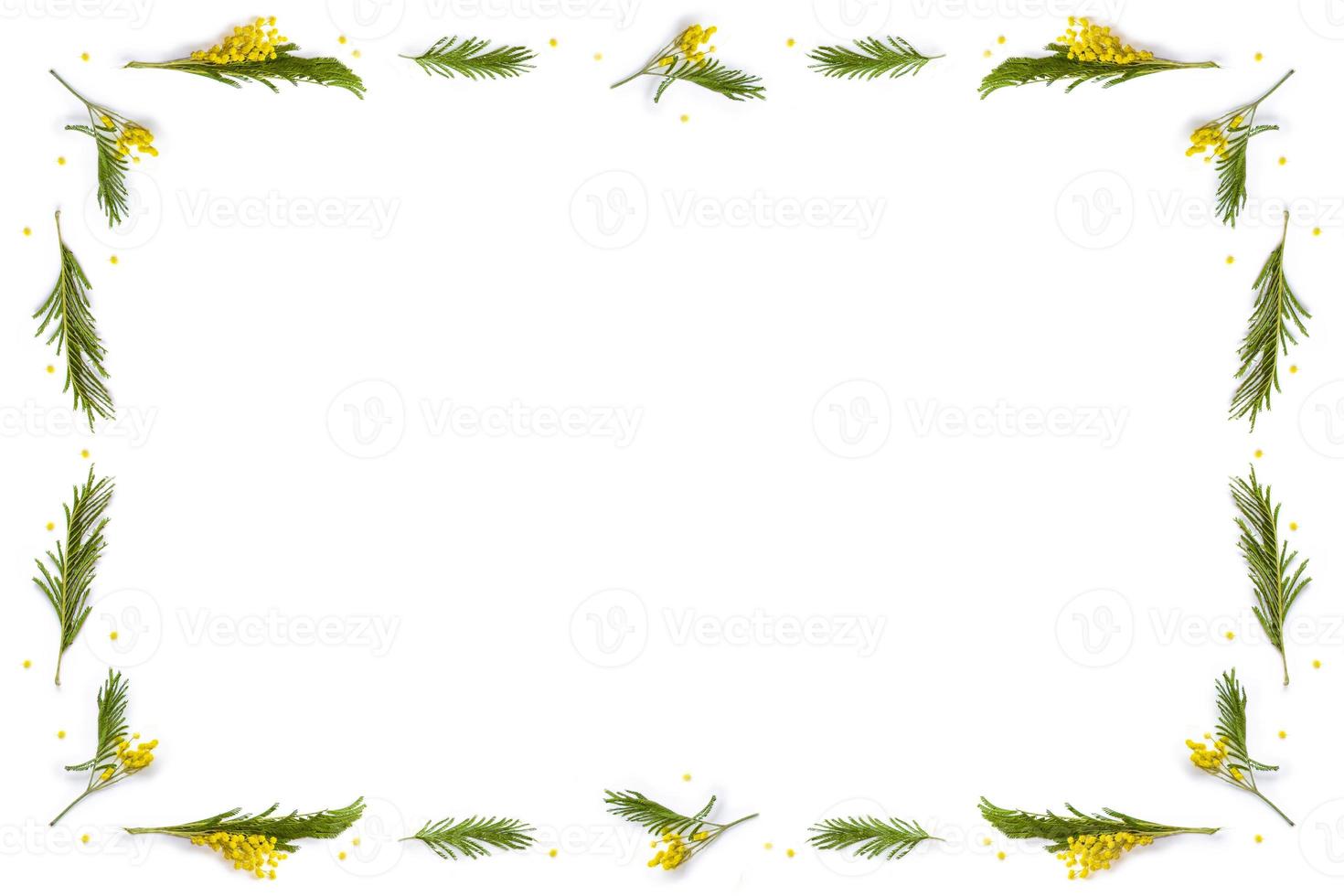 Bush of yellow spring flowers mimosa isolated on white background. photo