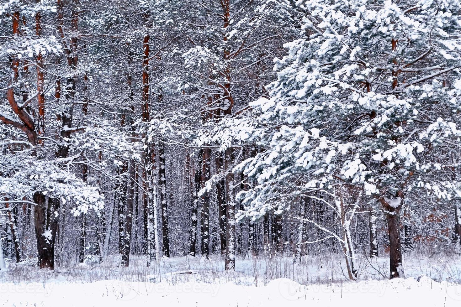 forest in the frost. Winter landscape. Snow covered trees. photo