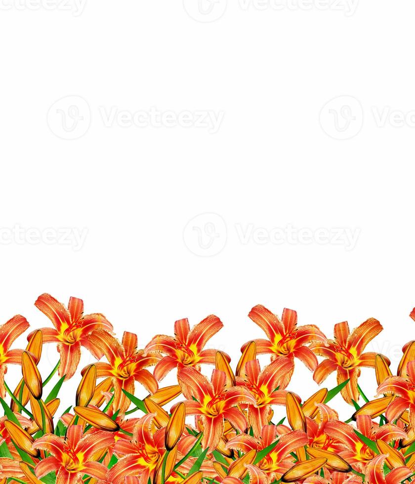 lily flowers isolated on white background photo