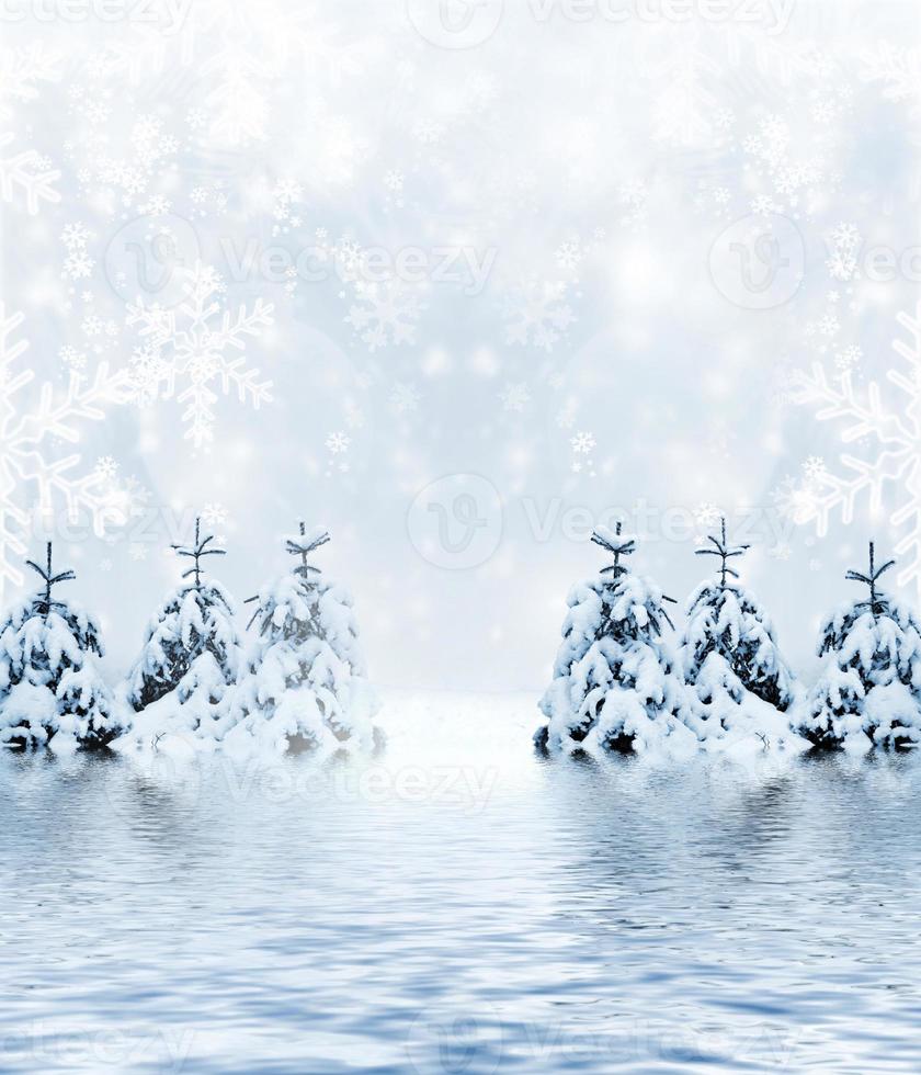 Winter Forest. Photo. photo