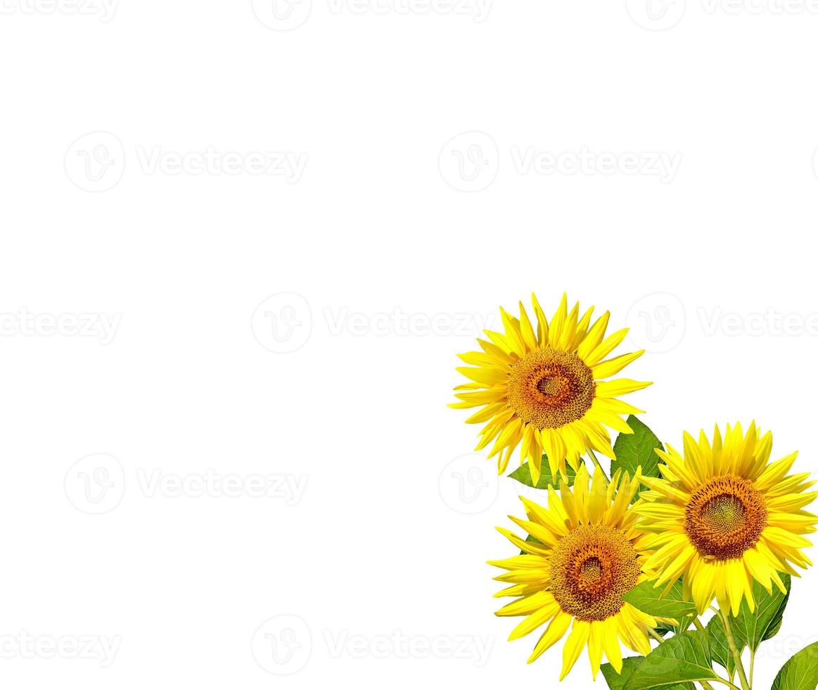 beautiful sunflower isolated photo