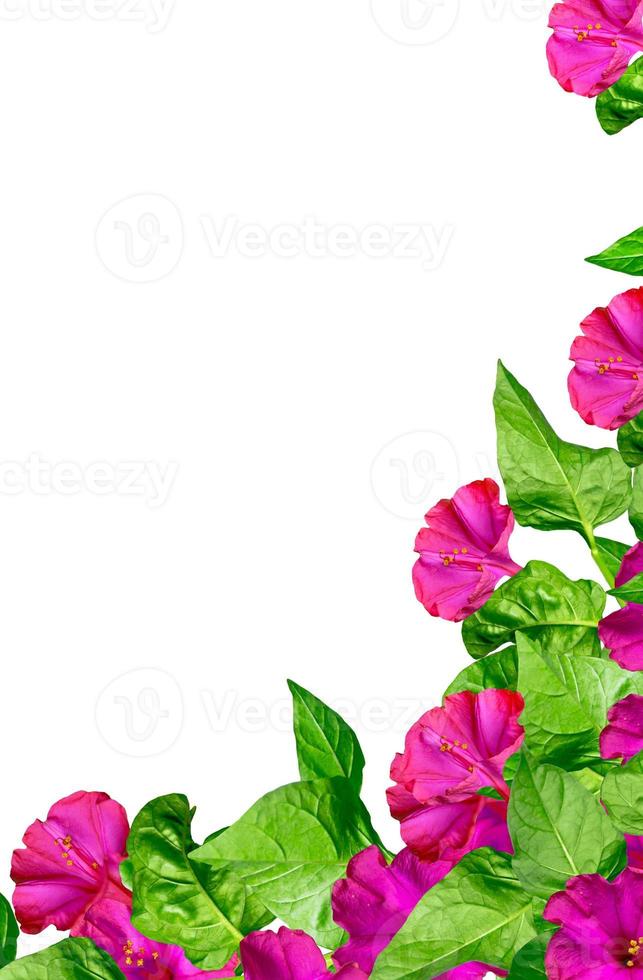 petunia flowers isolated on white background photo