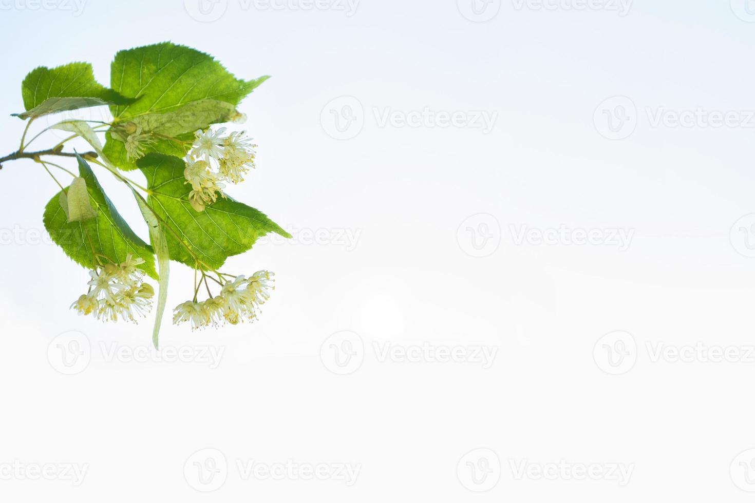 Sprig of white flowers of linden on a background summer landscape photo