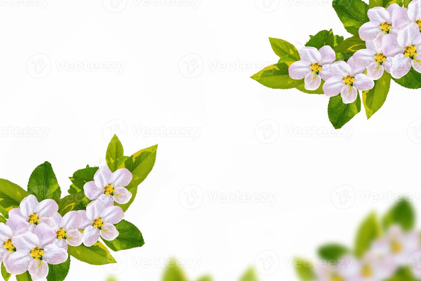 Flowering branch of apple isolated on a white background. photo