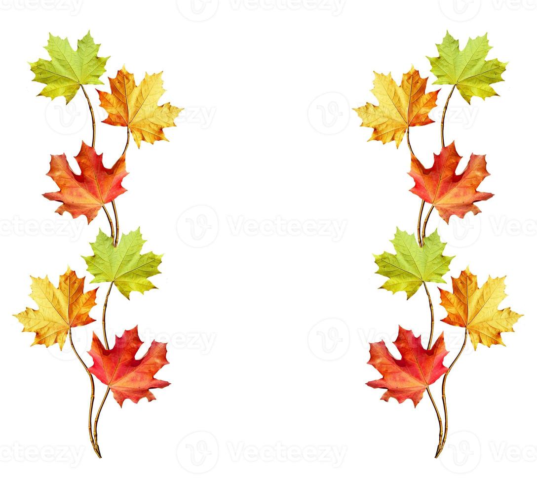 autumn leaves isolated on white background. photo