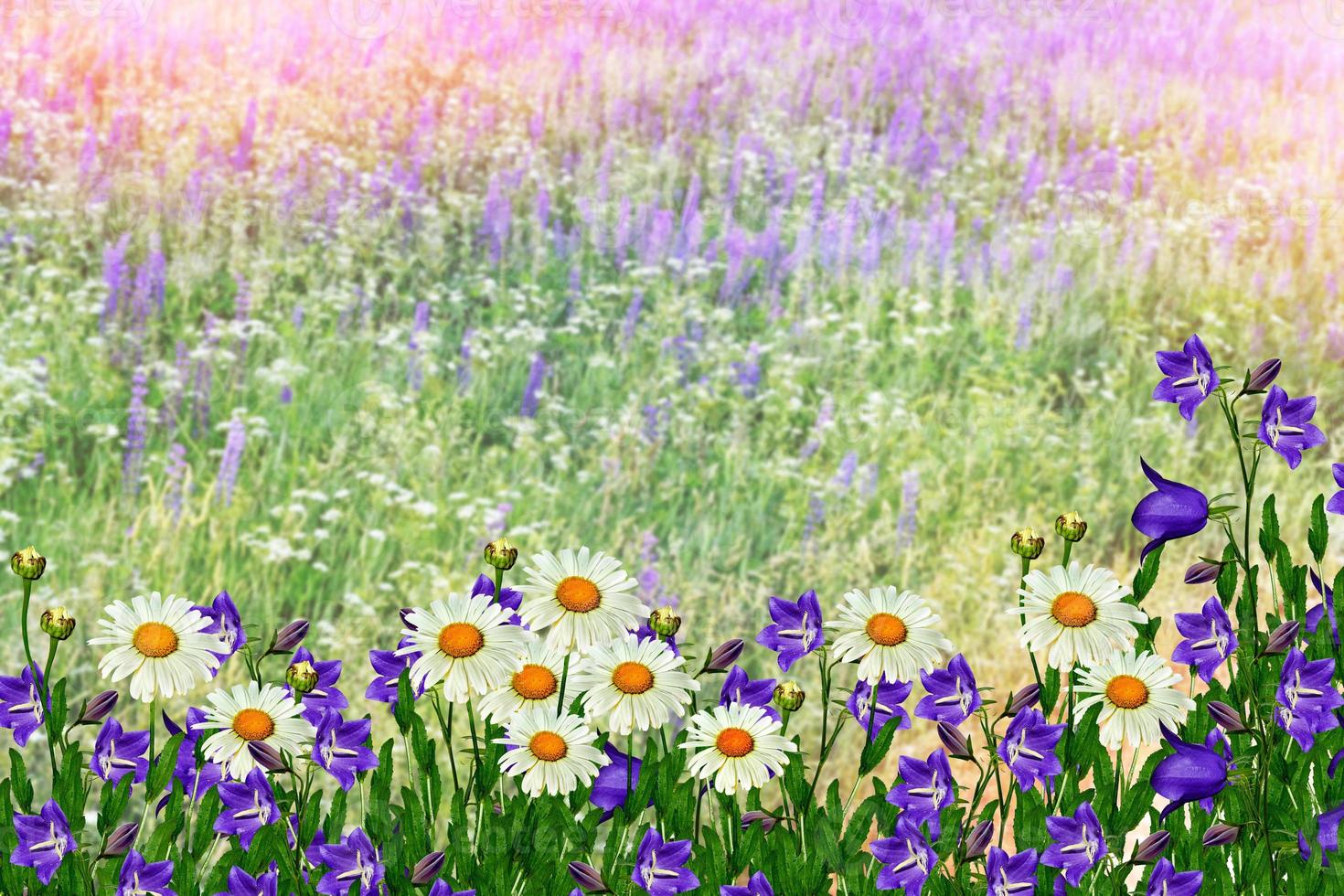 Summer landscape with wildflowers. photo