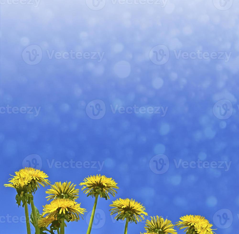 Fluffy dandelion flower against the background of the summer landscape. photo