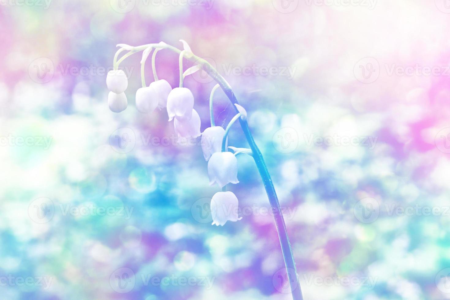 Spring landscape. flowers lily of the valley photo