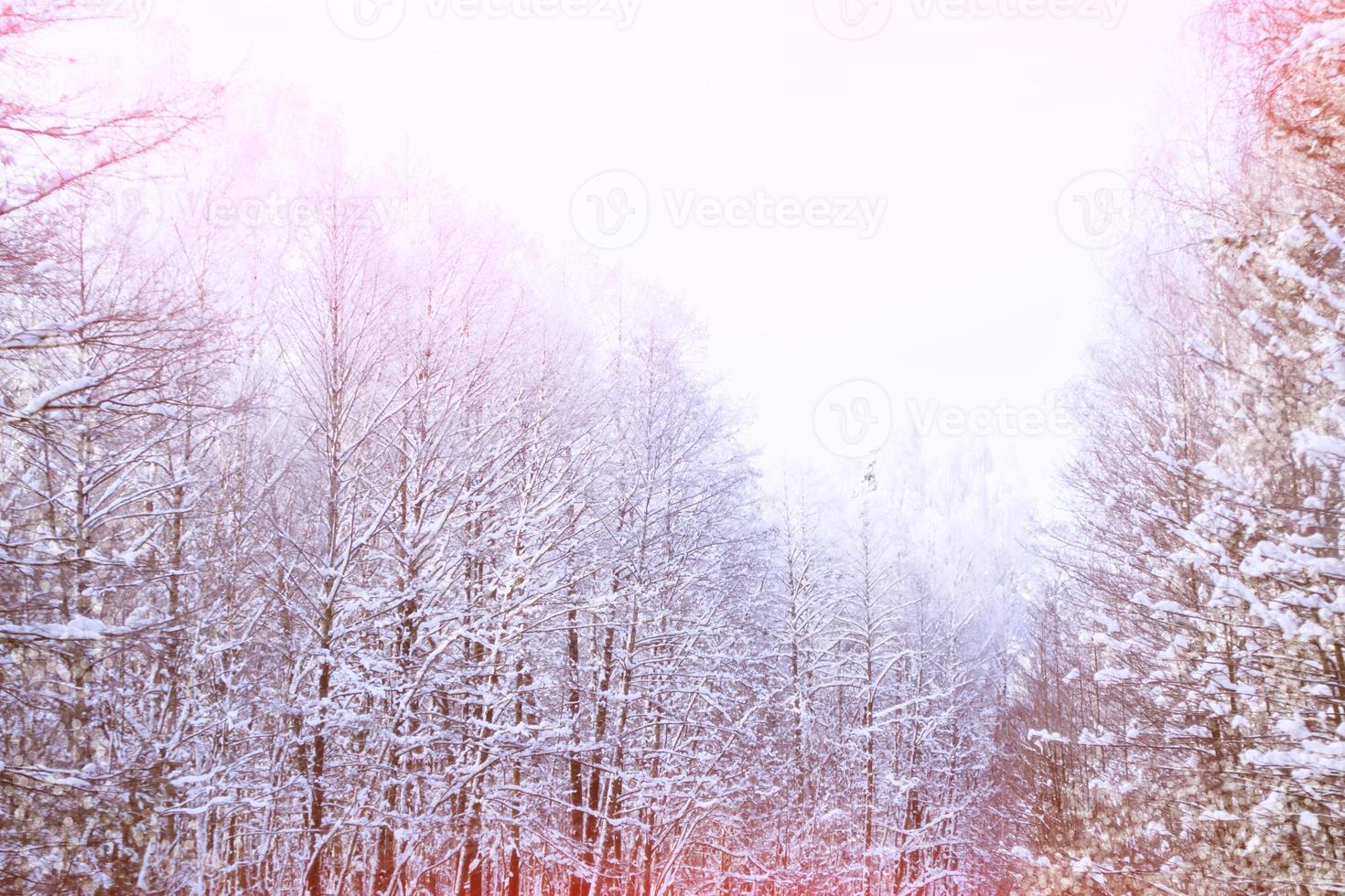 Frozen winter forest with snow covered trees. photo