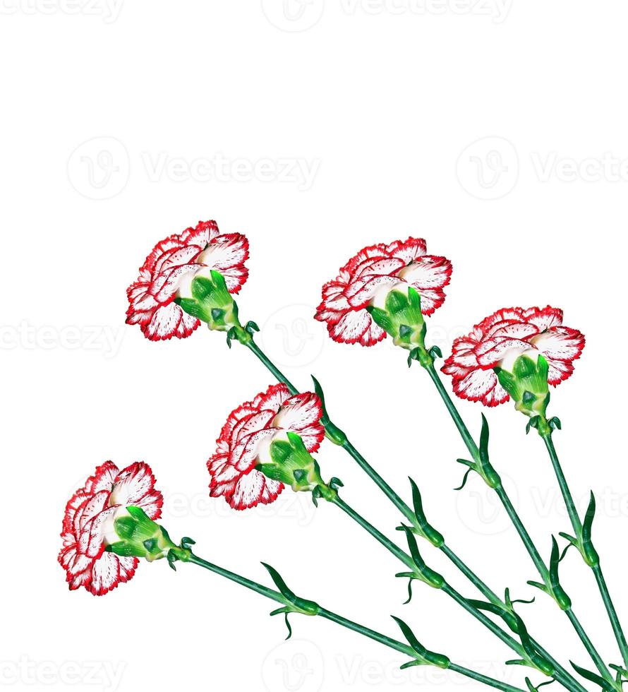 Colorful carnation flowers isolated on white background. photo