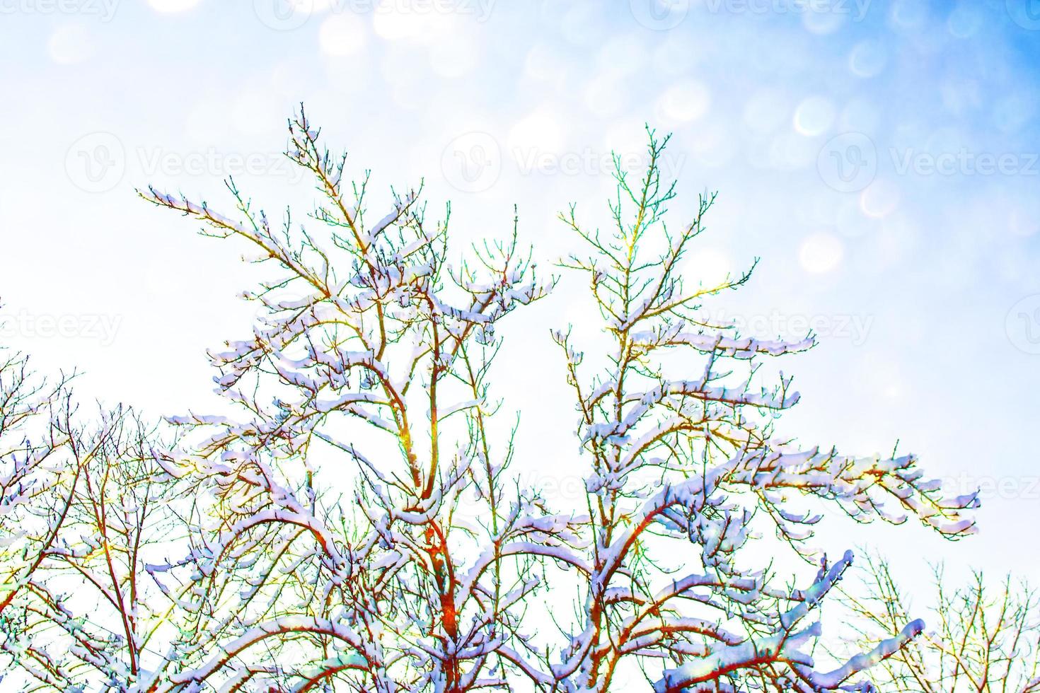 Frozen winter forest with snow covered trees. photo