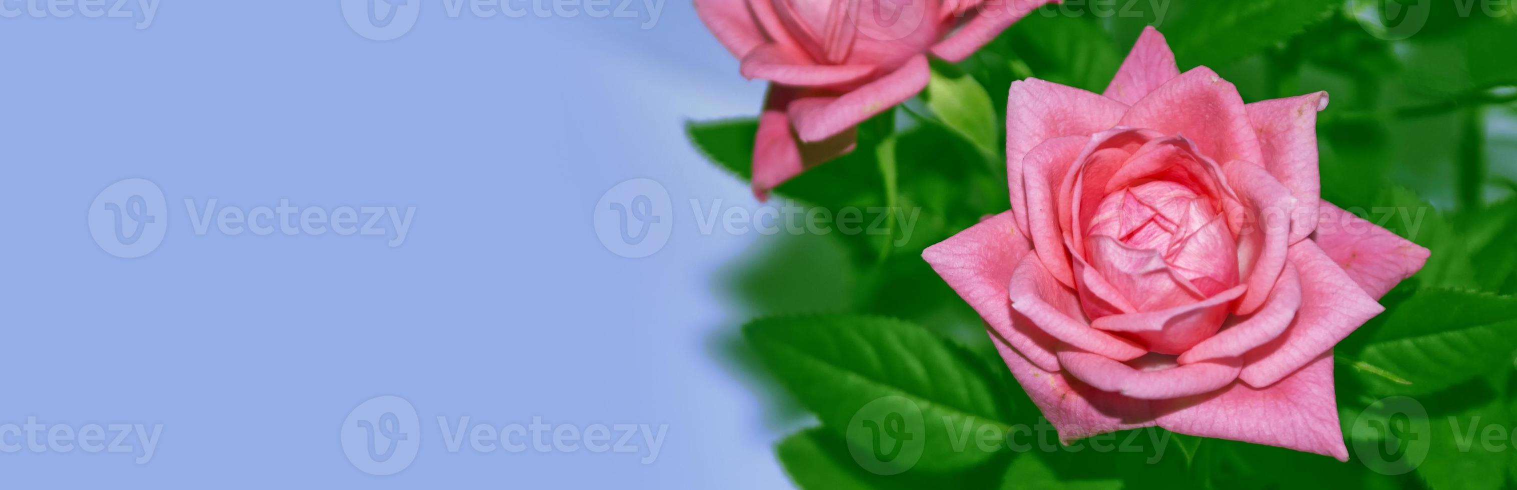 Bright colorful flower rose. photo