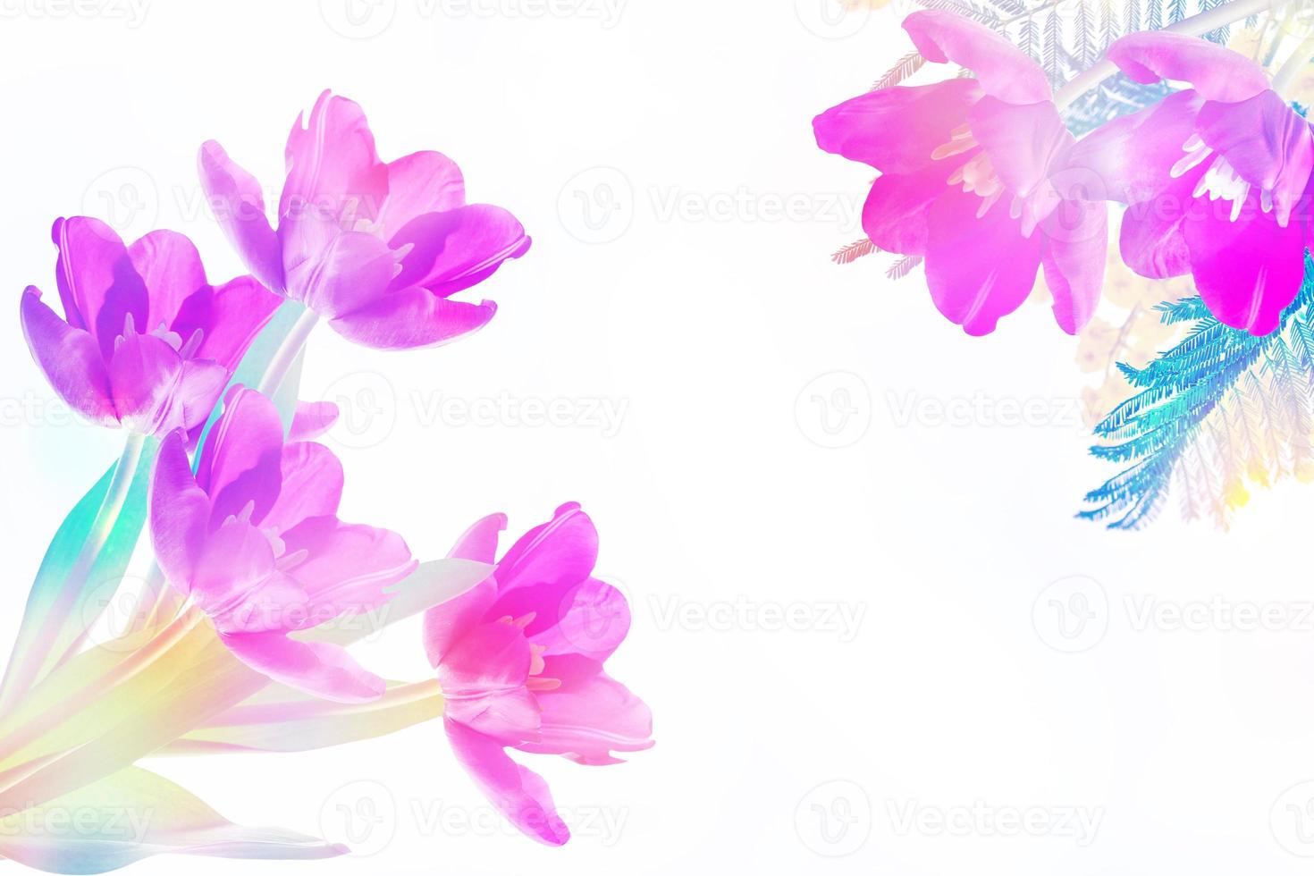 spring flowers tulips photo