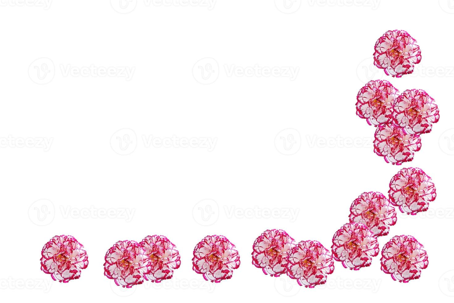 Colorful carnation flowers isolated on white background. photo