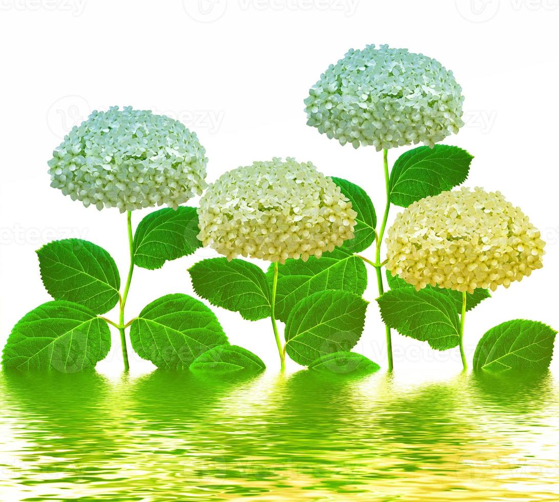 Flower hydrangea isolated on white background. summer photo