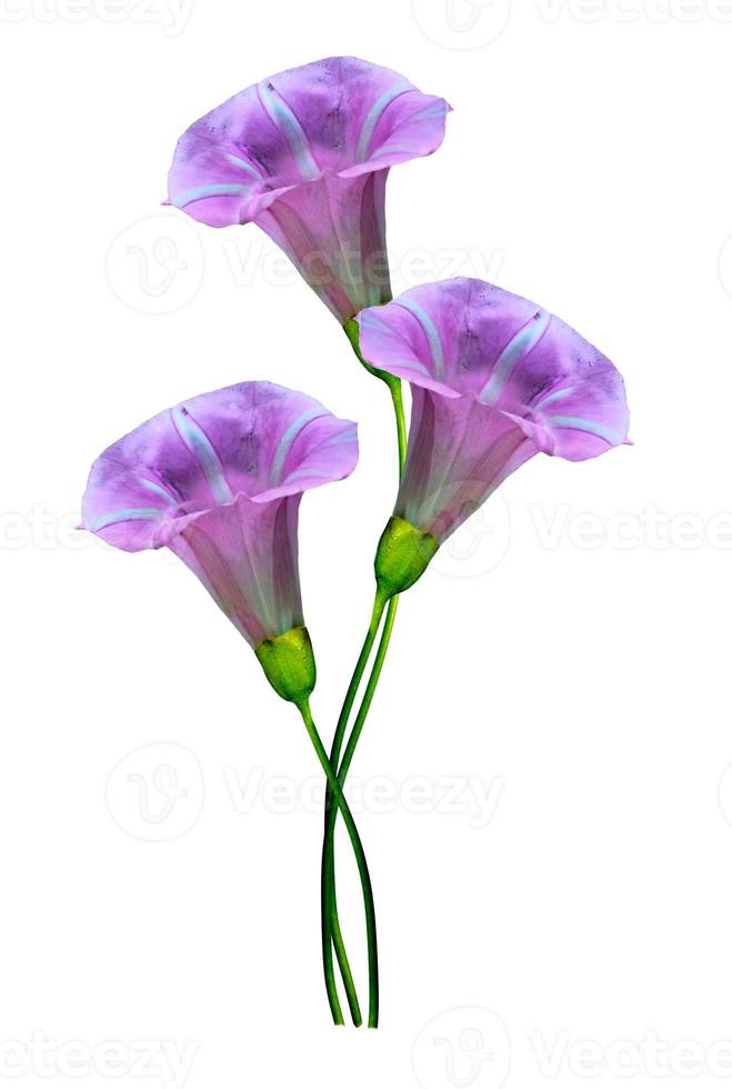 Morning Glory flower isolated on white background photo