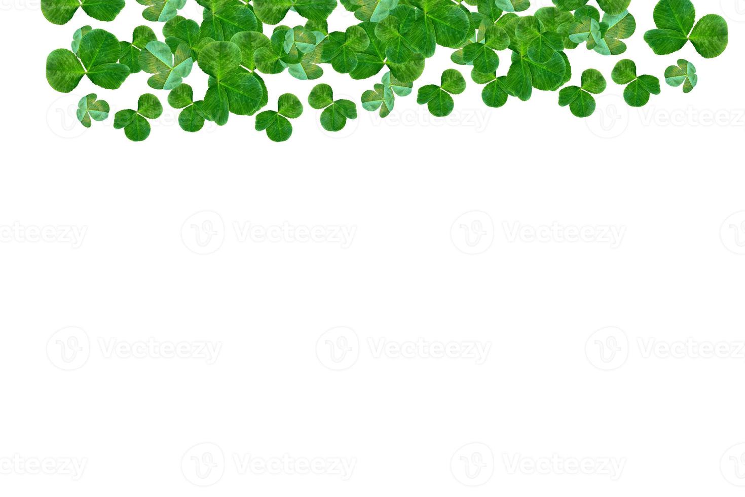 green clover leaves isolated on white background. St.Patrick 's Day photo