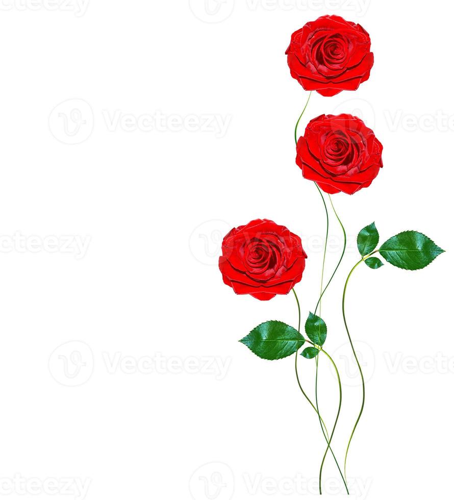 flower buds of roses isolated on white background photo