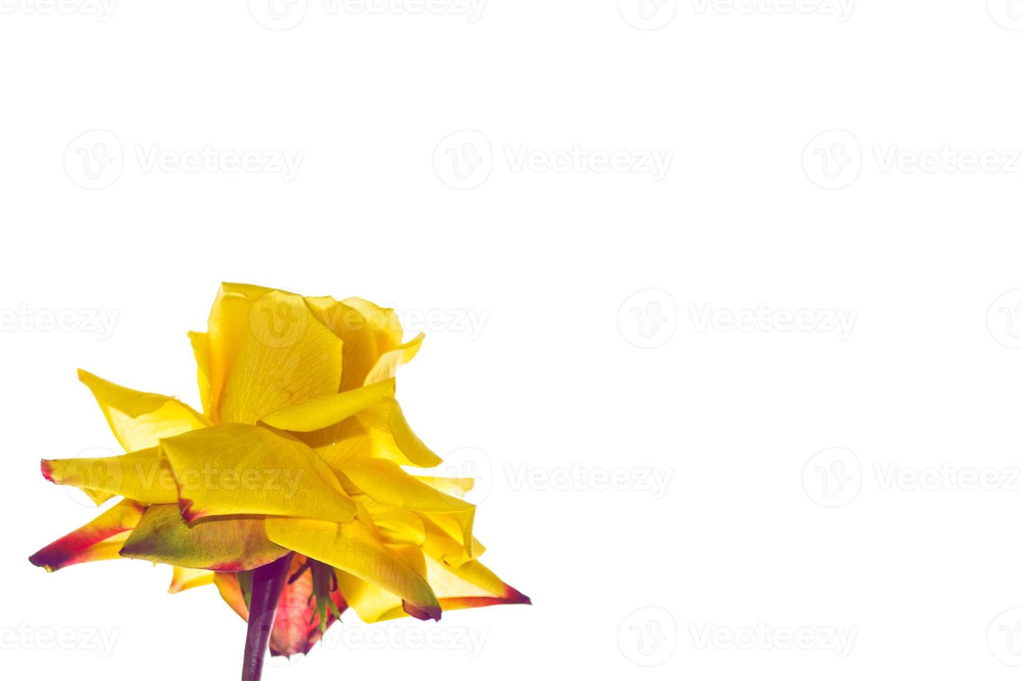 Flower bud roses on a white background photo
