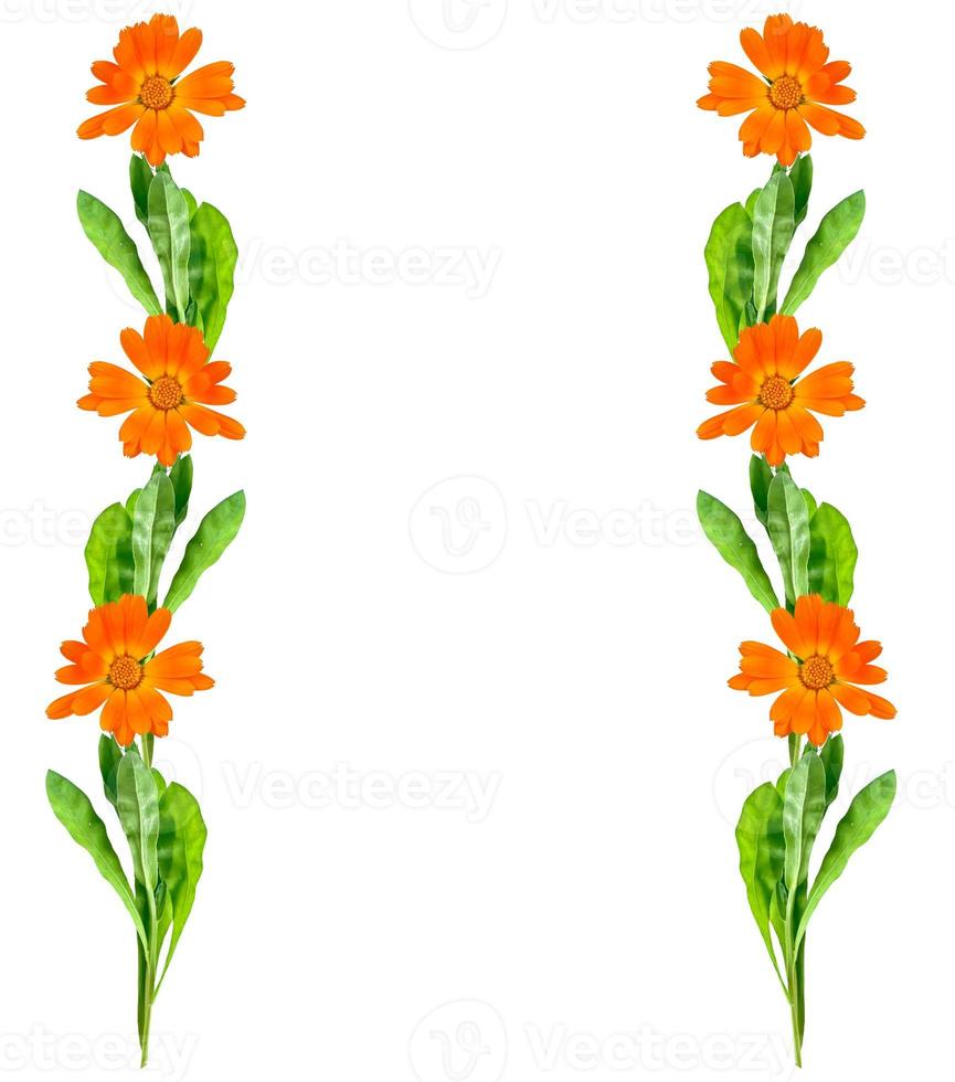 Bright marigold flowers photo