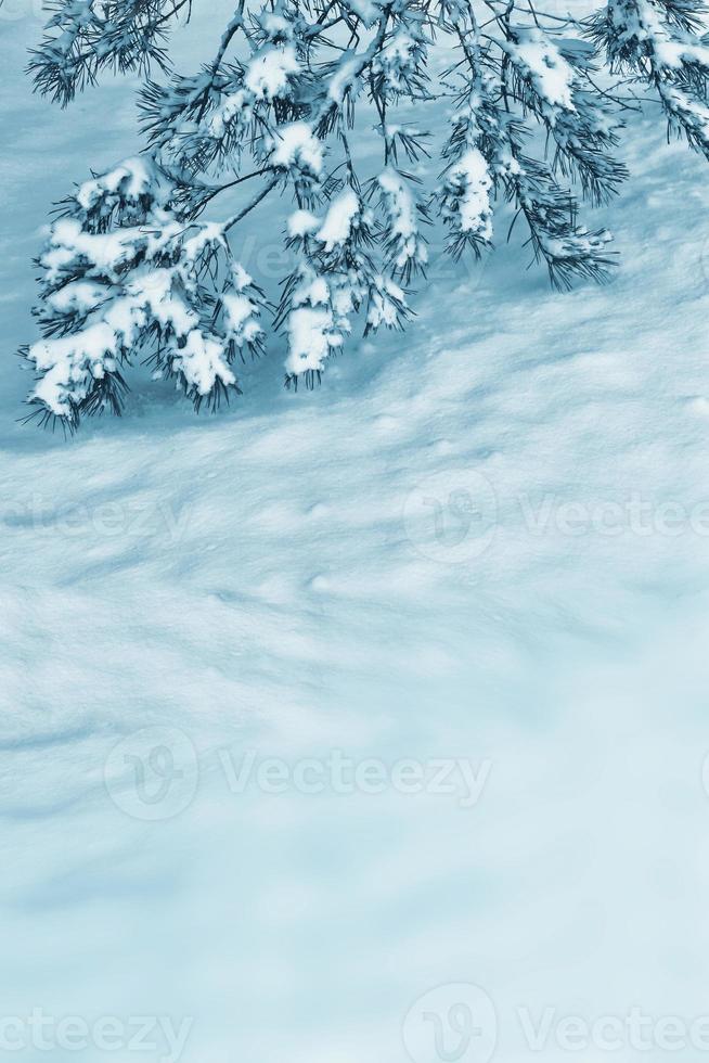 forest in the frost. Winter landscape. Snow covered trees. photo