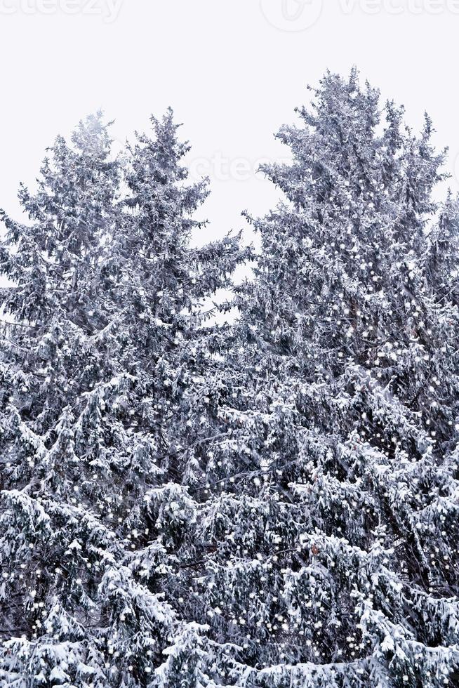 bosque en la escarcha. paisaje de invierno árboles cubiertos de nieve. foto