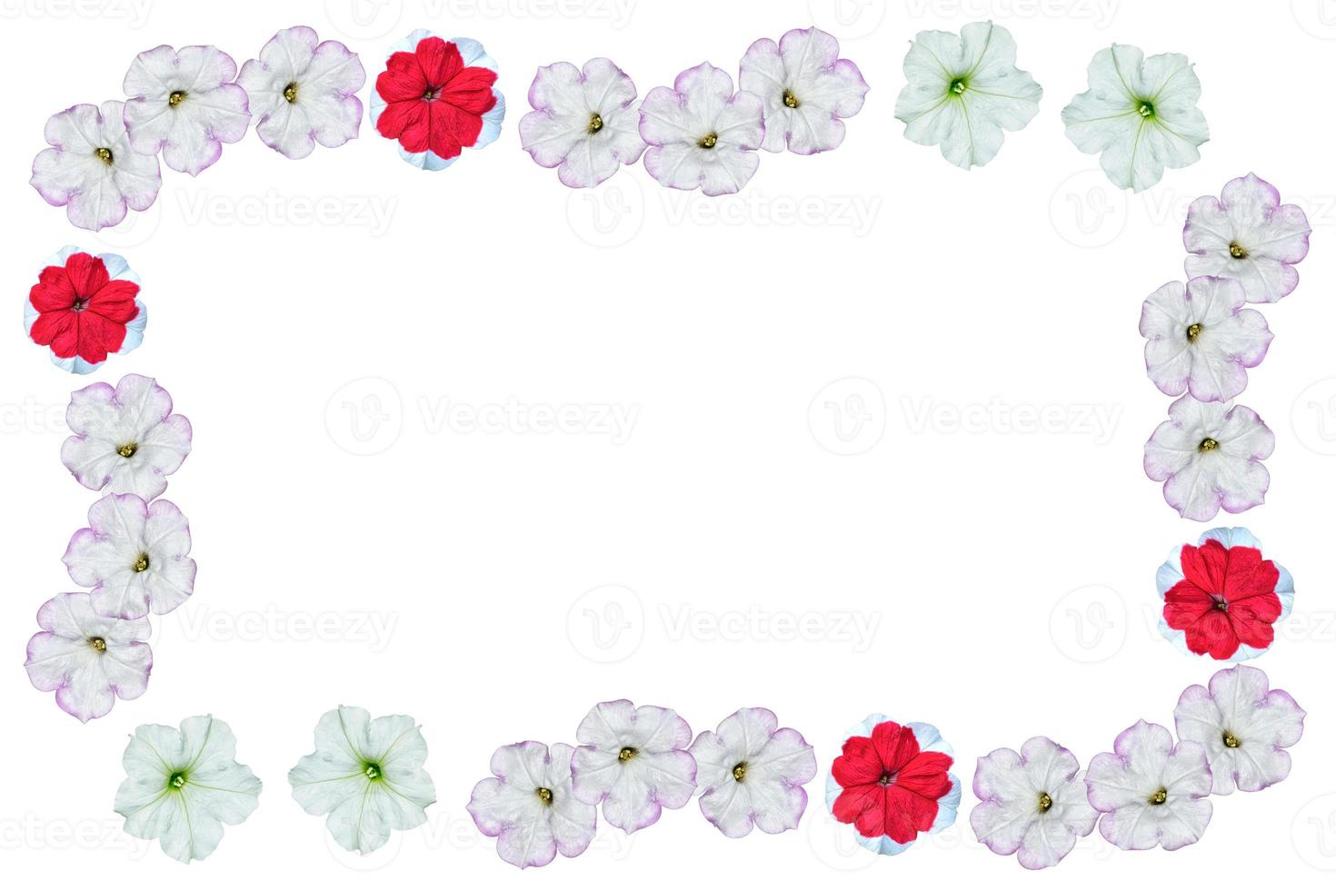 Petunias isolated on a white background. Colorful flowers. photo