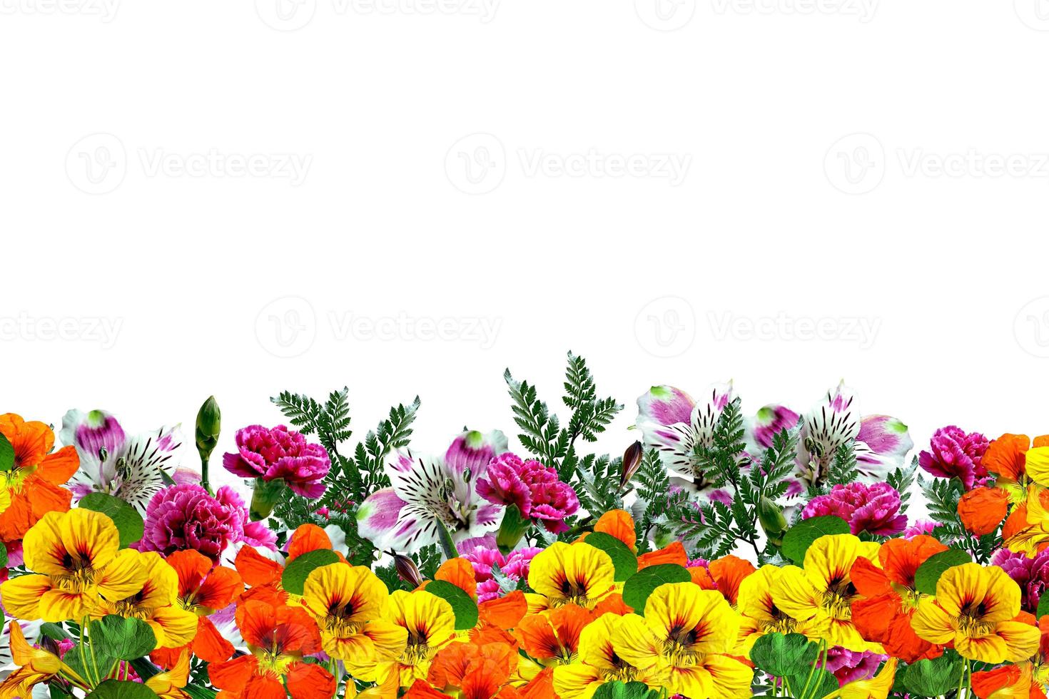 flowers isolated on white background photo