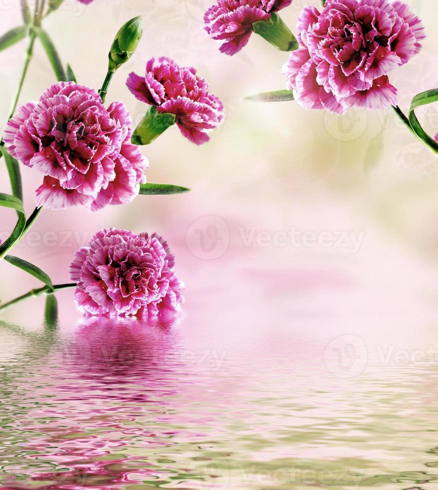 carnation flowers reflected in water 10025308 Stock Photo at Vecteezy