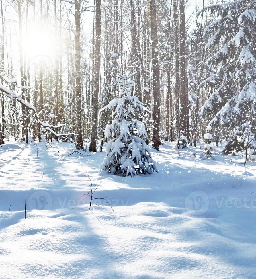 bosque de invierno paisaje de invierno foto