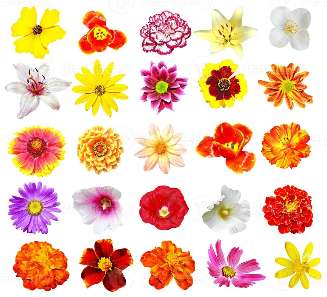 Colorful bright flowers isolated on white background photo