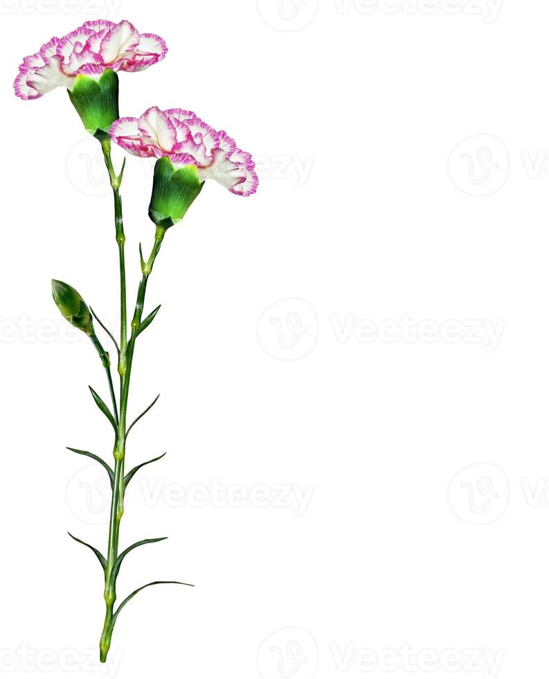 carnation flowers isolated on white background photo