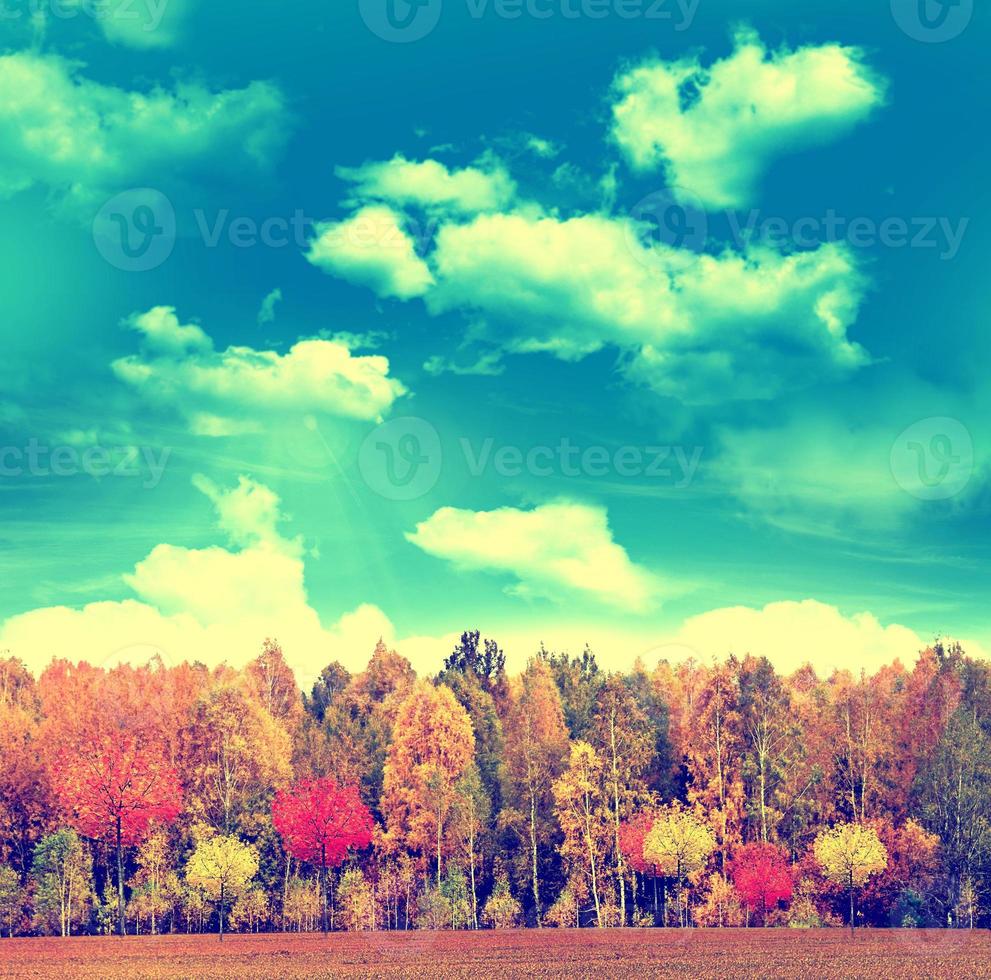 Autumn landscape. Beautiful  leaves. landscape. Colorful trees photo