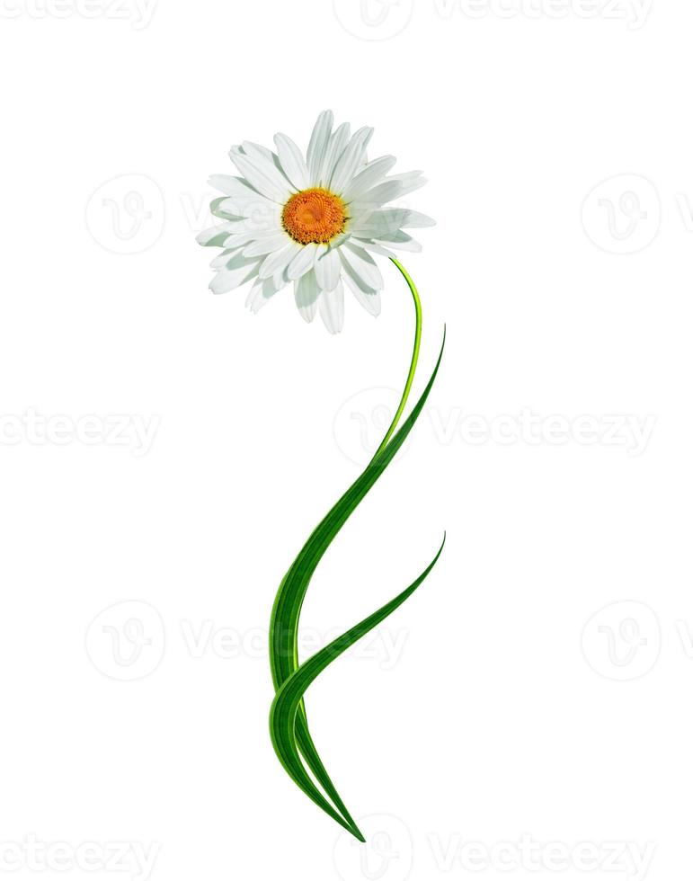 daisies summer white flower isolated on white background photo