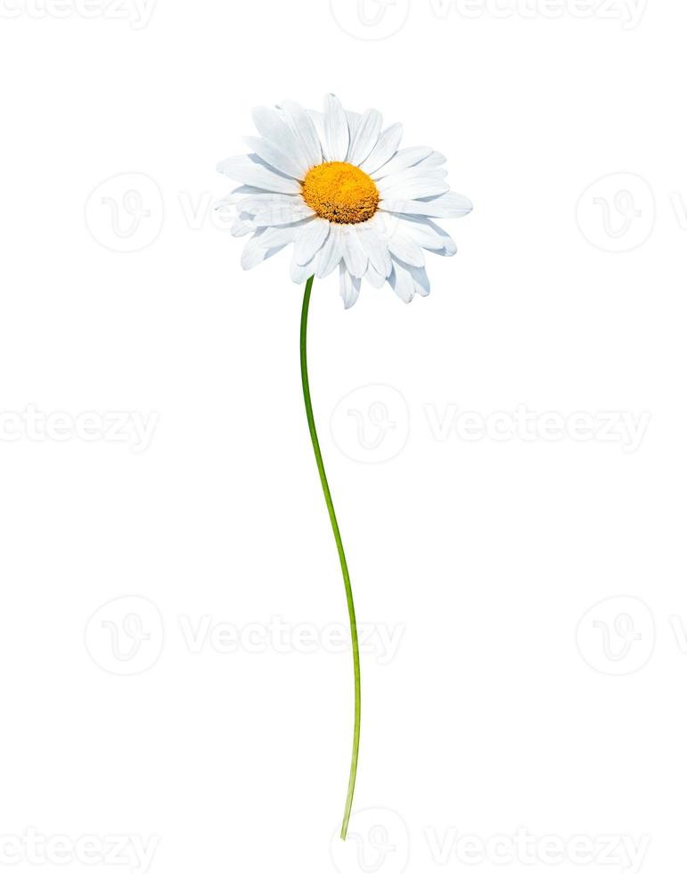 daisies summer white flower isolated on white background photo