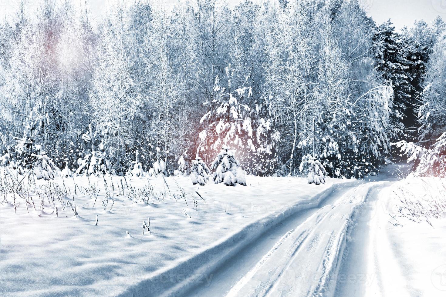 Winter Forest. Winter landscape. photo