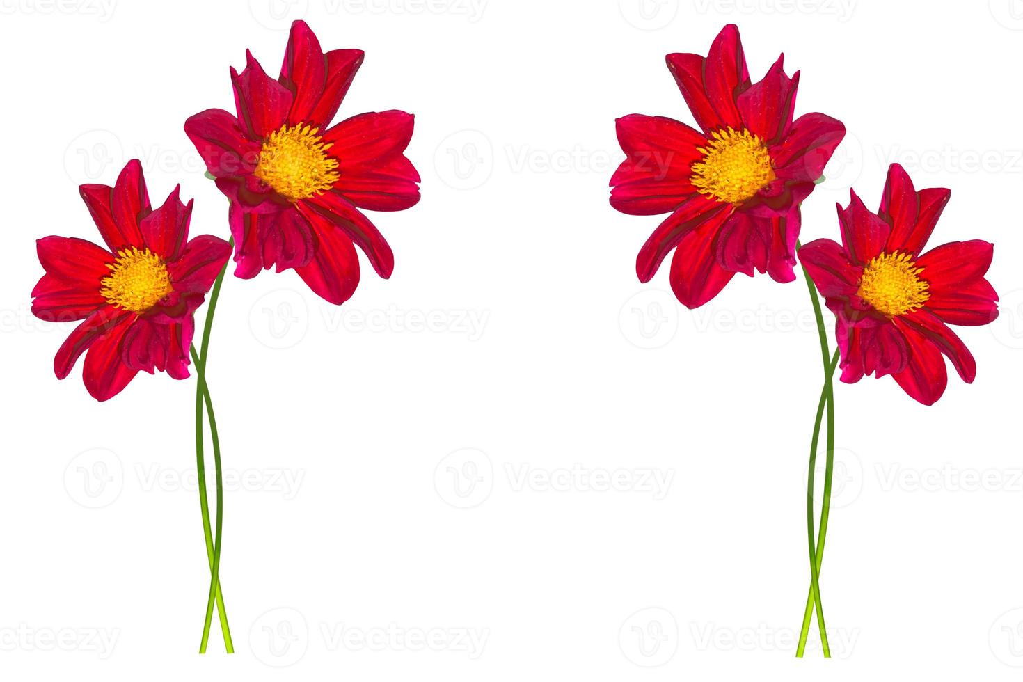 Colored Dahlia Flower Isolated on White Background. photo