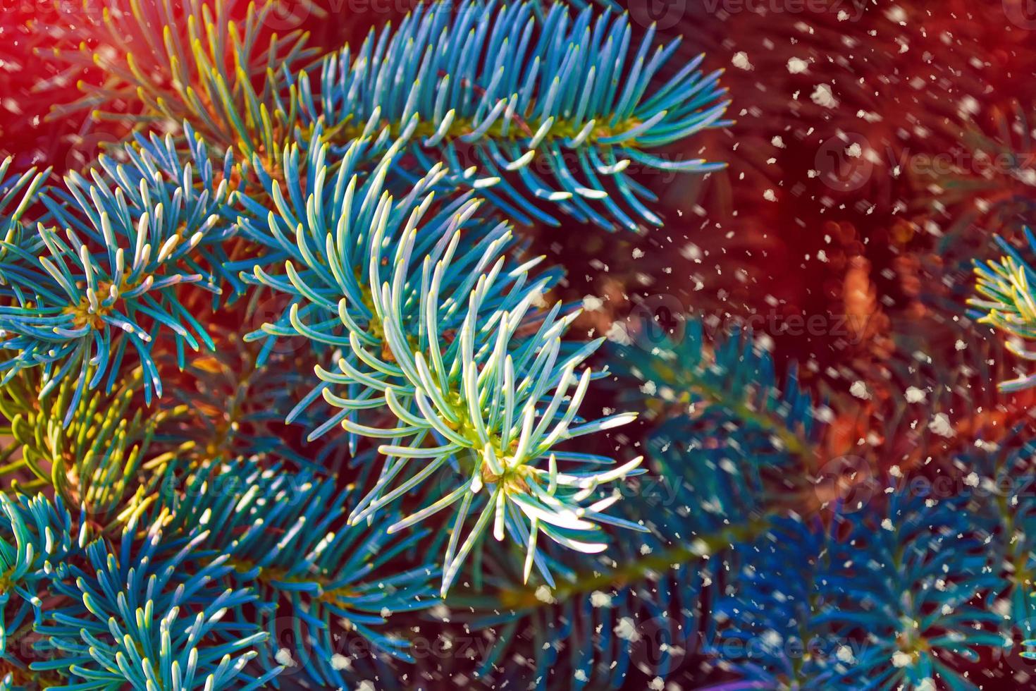 pine branch. Blurred christmas background photo