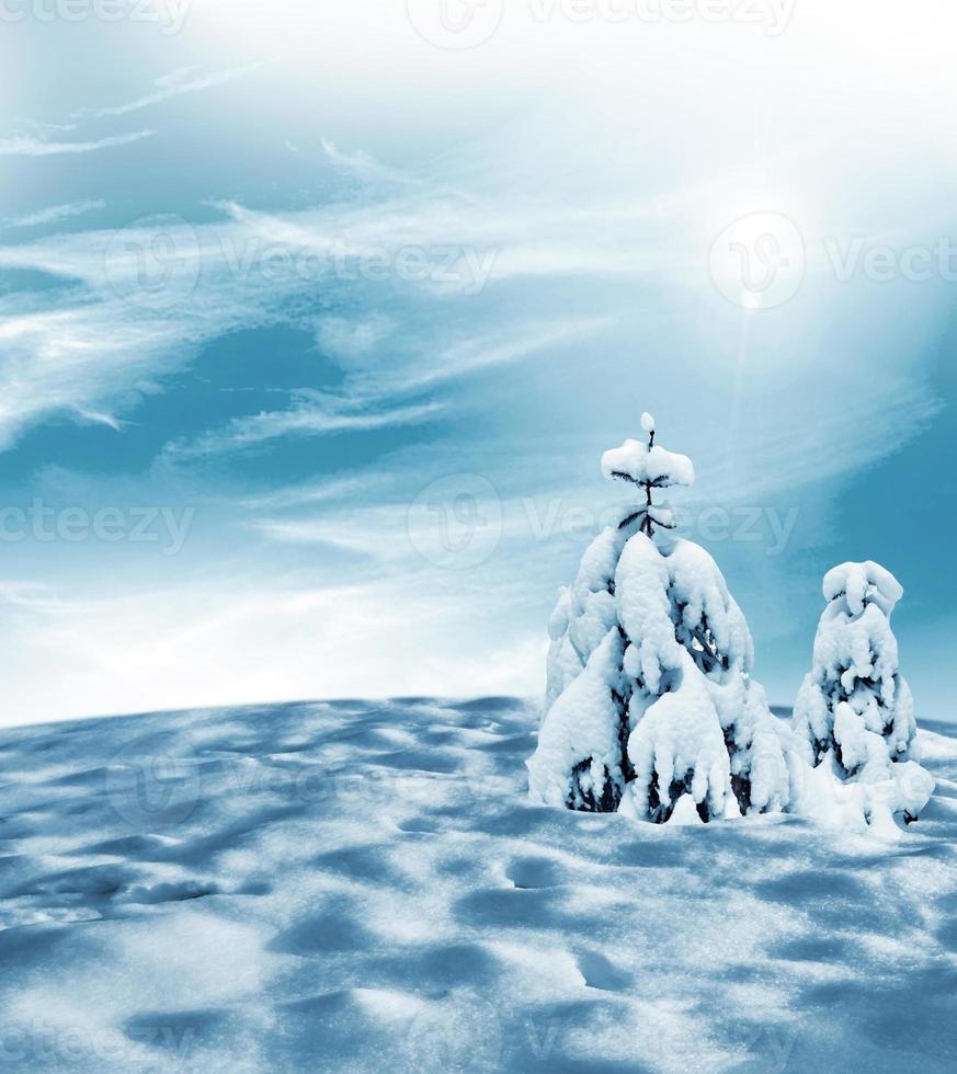 Winter forest. Winter landscape. Snow covered trees photo