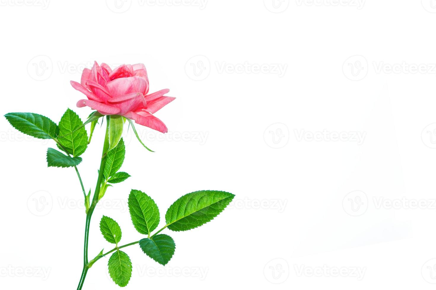 Flower bud roses on a white background photo