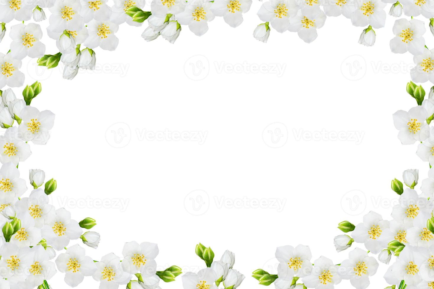 branch of jasmine flowers isolated on white background. photo