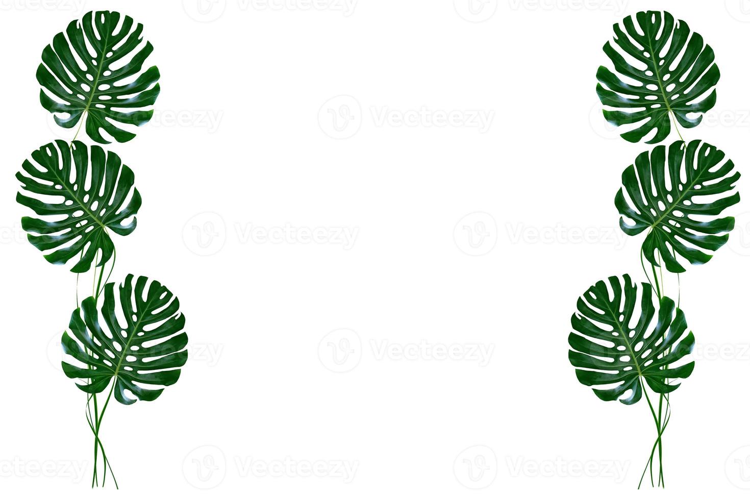 Floral background of green leaves of monsters and ferns photo
