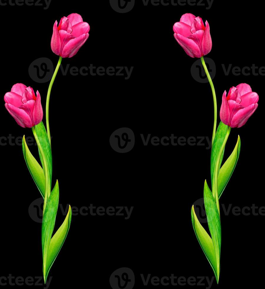 spring flowers tulips isolated on black background. photo
