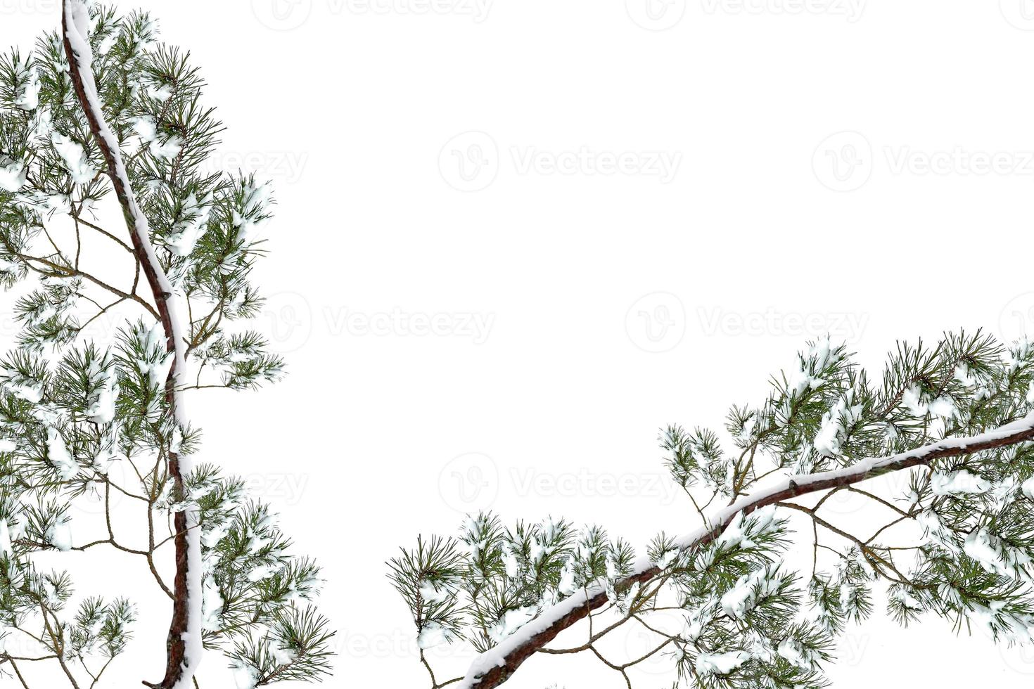 Snow covered trees. fir branch isolated on white background. photo