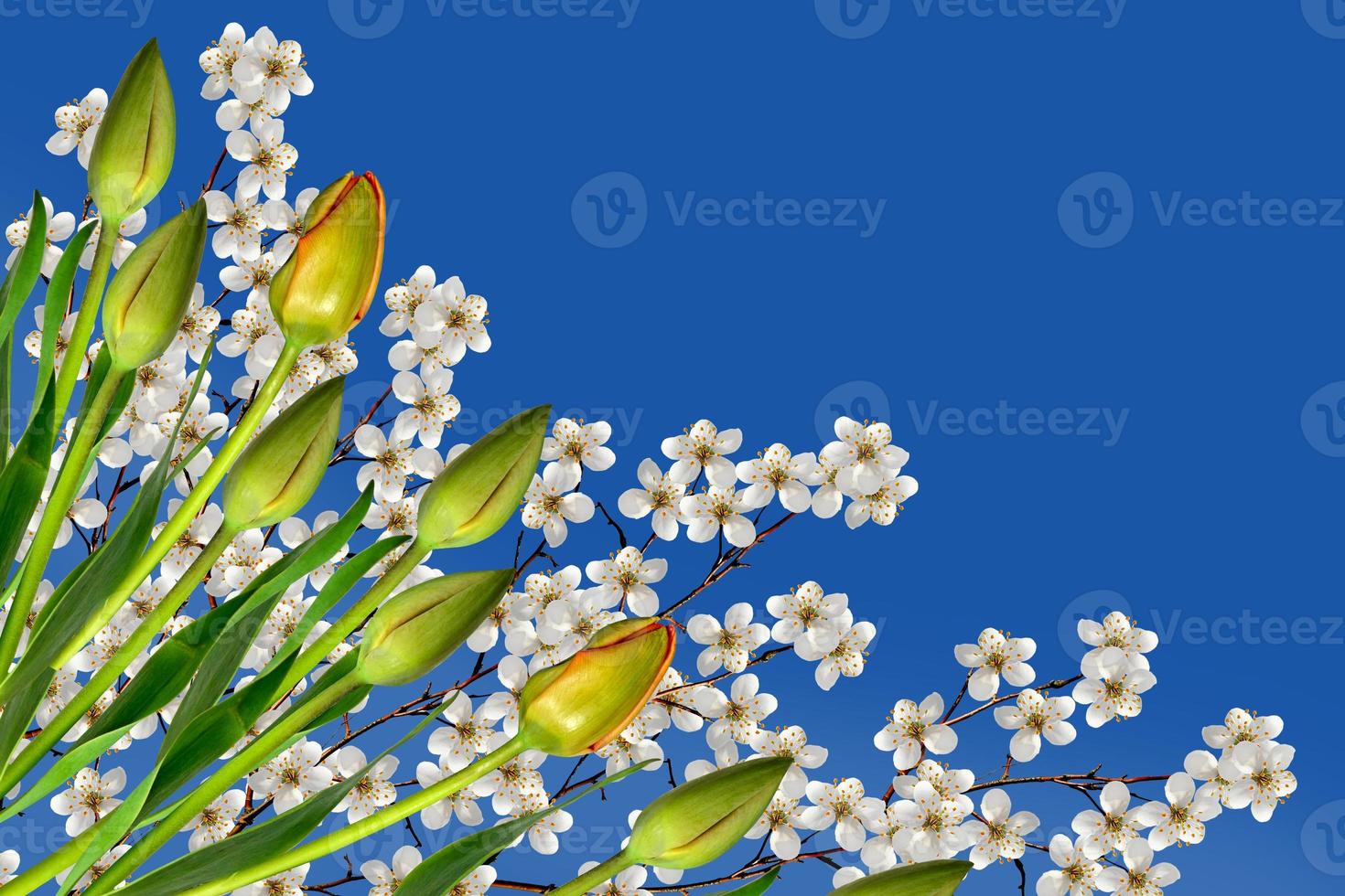 Flowering cherry. Spring flowering garden. photo