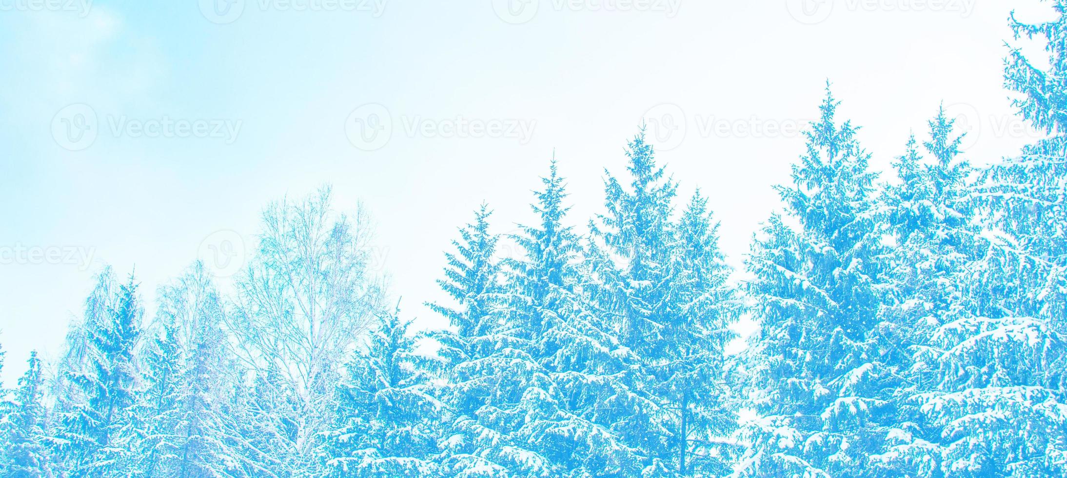 Frozen winter forest with snow covered trees. photo